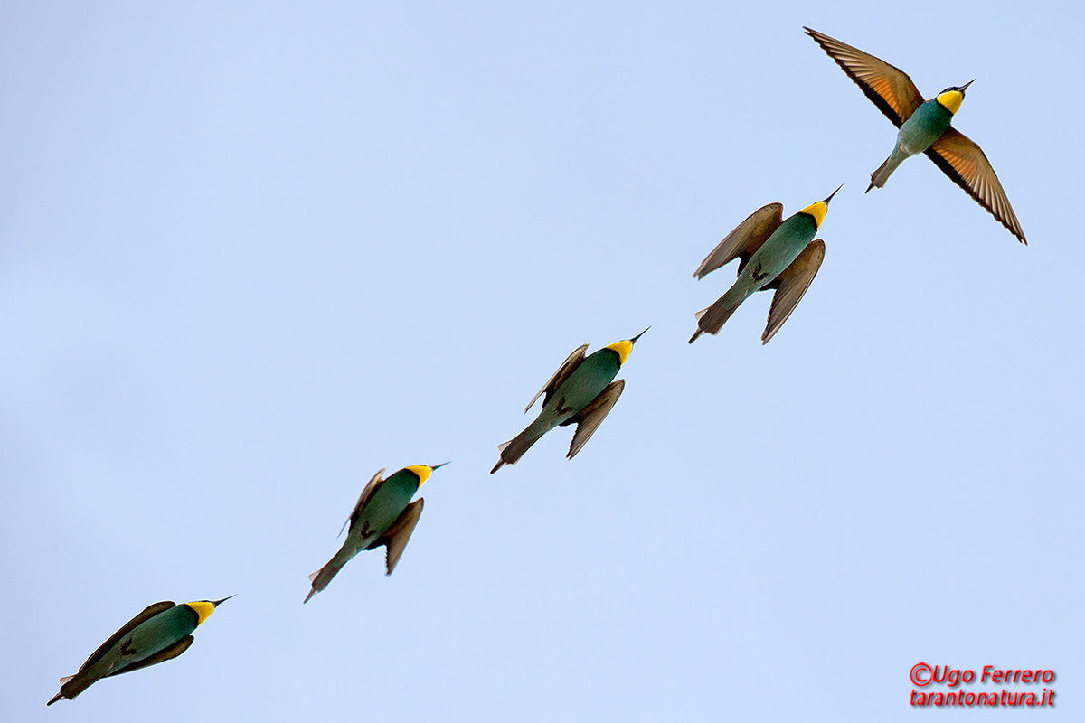 Sequenza di volo